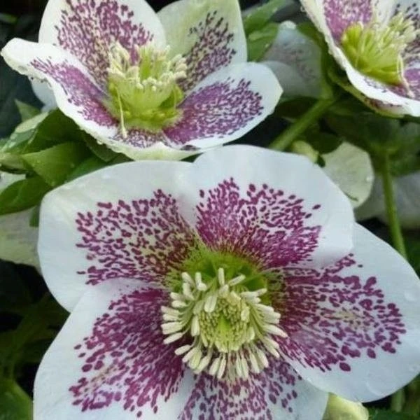 Helleborus Orientalis Pretty Ellen White Spotted - Hellebore