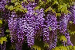 Wisteria Floribunda Violacea Plena - Black Dragon - Large Specimen Plant 6ft