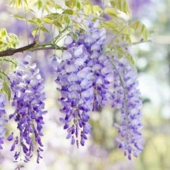 Wisteria Floribunda Domino ('Issai') - Large Specimen Plant 6ft+