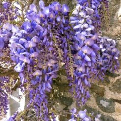 Wisteria Floribunda Macrobotrys 'Blue Waterfall'