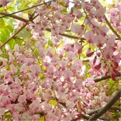 Wisteria Floribunda Honbeni - Pink Ice Japanese Wisteria - Large Specimen Plant 6ft+