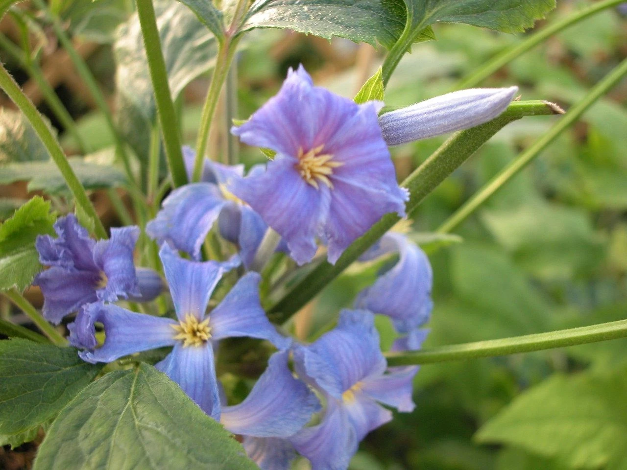 Clematis Wyevale - Image 2