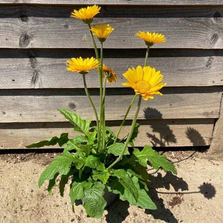 Giant Flowered Gerbera Garvinea Yellow Smile - Beautiful Hardy Gerbera With Giant Daisy Flowers - Image 2